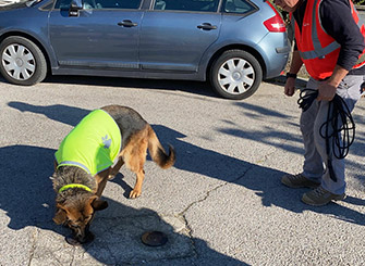 Recherche canine de fuite